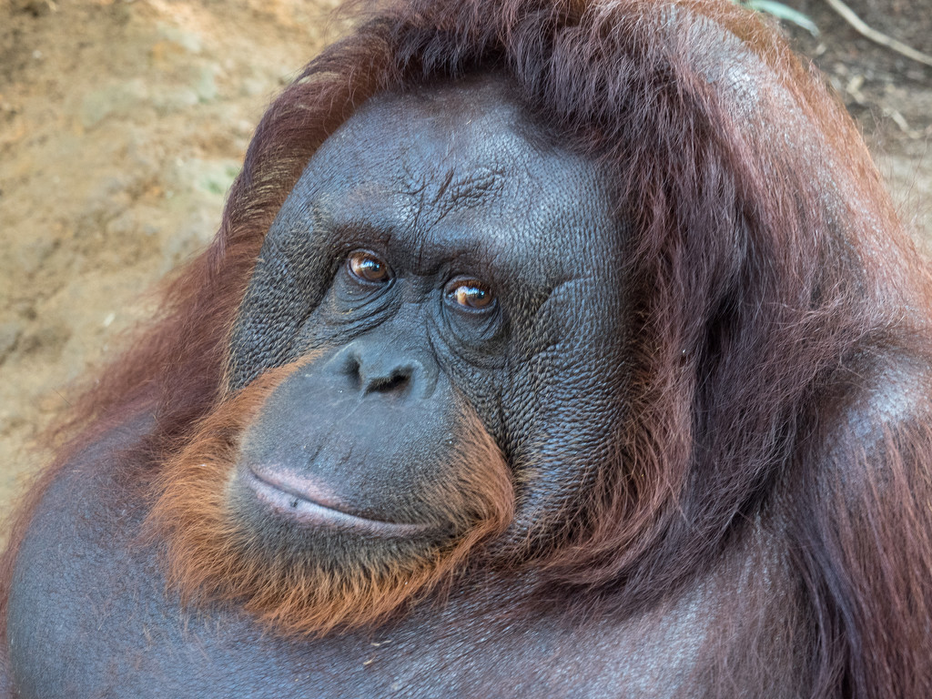 Mama Orangutan by ianjb21