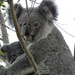 Krystal and Libra by koalagardens