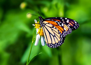 27th Sep 2019 - Monarch Butterfly