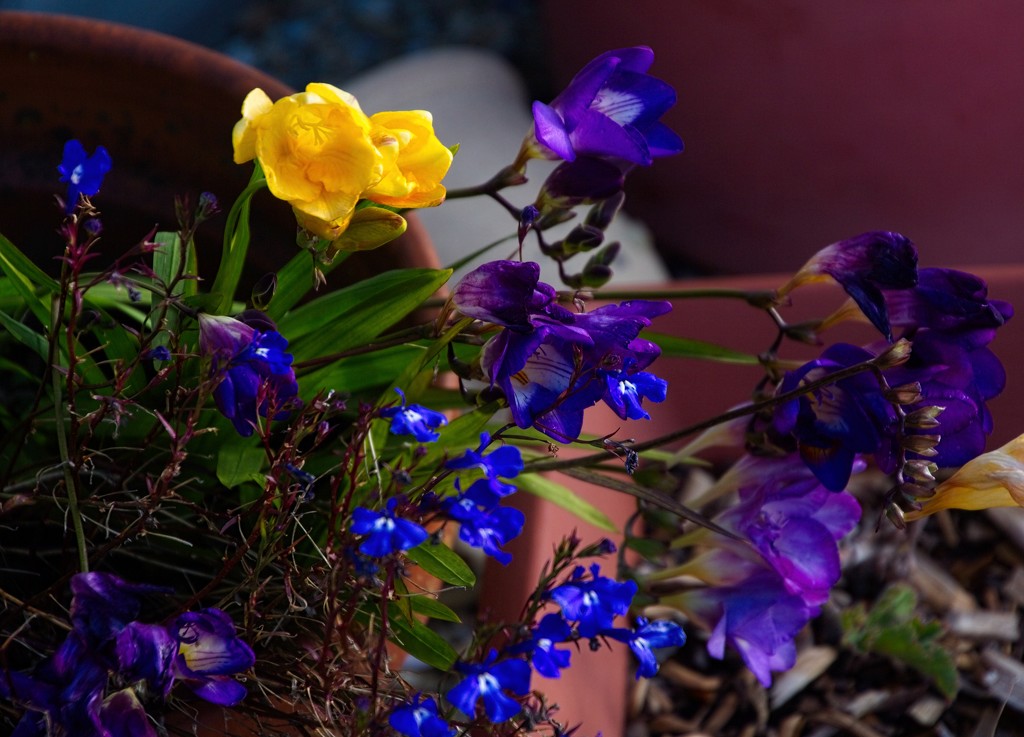 Spring colours by kiwinanna