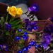 Spring colours by kiwinanna