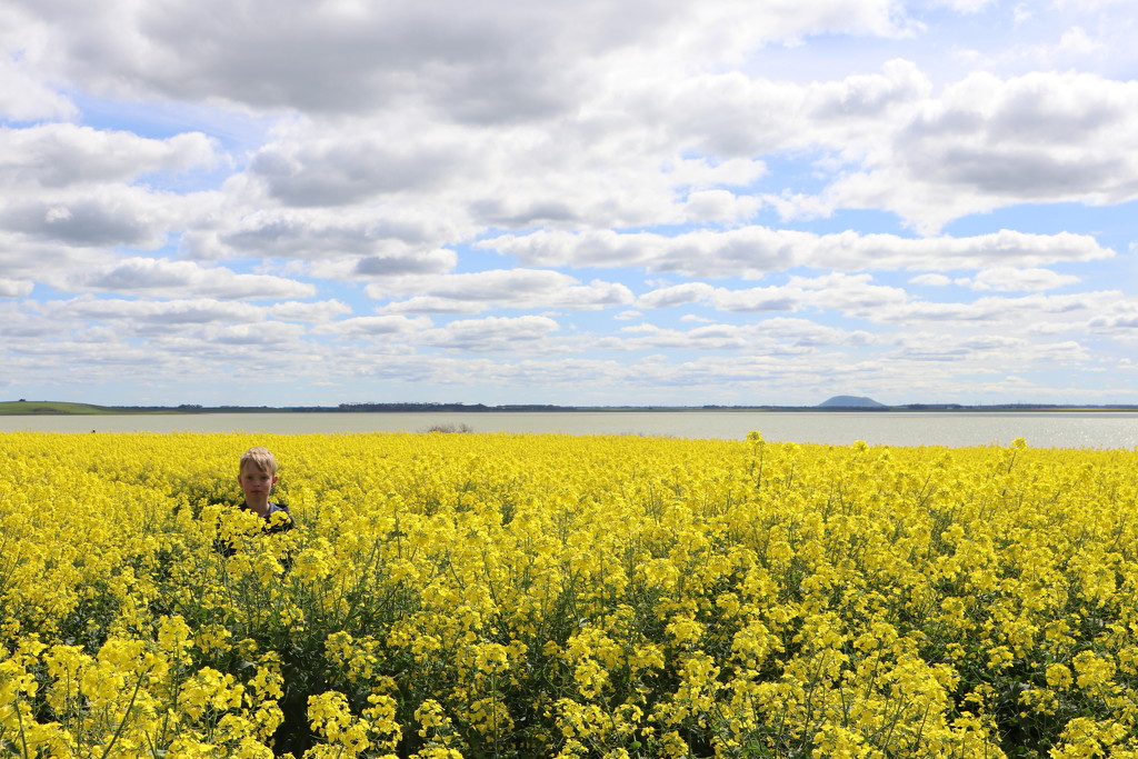 Lost in the canola by gilbertwood