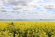 27th Sep 2019 - Lost in the canola