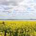 Lost in the canola by gilbertwood