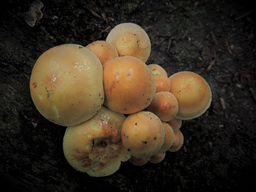 Mushrooms in the woods (1) by etienne