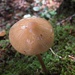 Mushrooms in the woods (2) by etienne