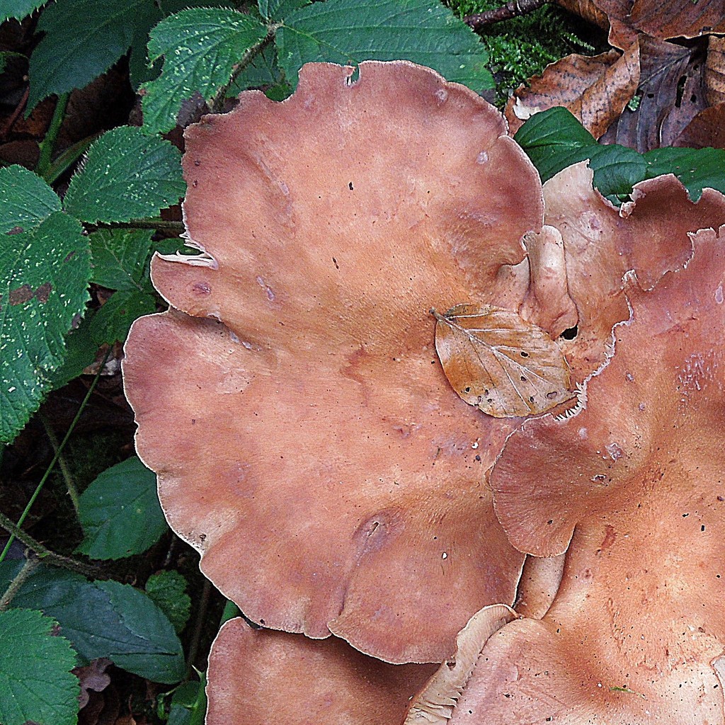 Mushrooms in the woods (3) by etienne