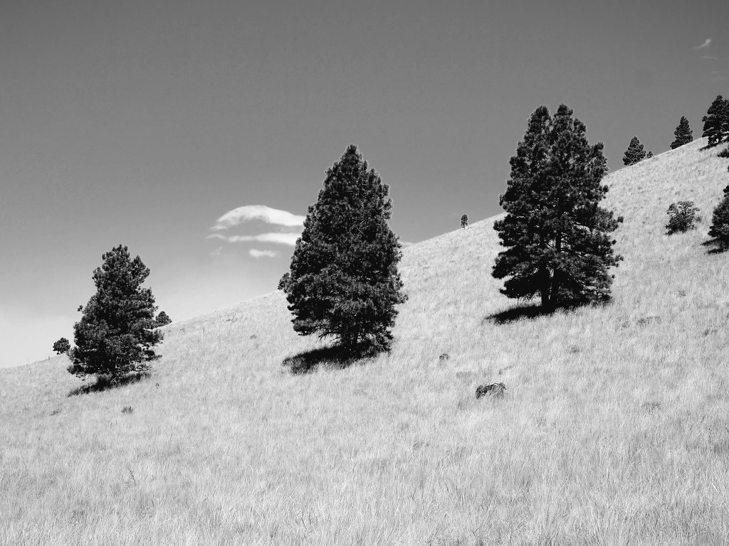Trees on a hill by blueberry1222