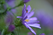 28th Sep 2019 - Asters and ladybird........