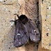 Beautiful Moth On My Garage Wall ~   by happysnaps