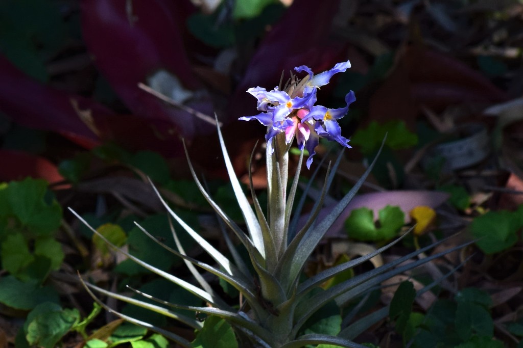 Tillandsia.... Air Plant Flower ~     by happysnaps