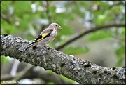 27th Sep 2019 - RK3_1548 Juvenile goldfinch