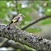 RK3_1548 Juvenile goldfinch by rosiekind