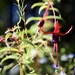 Fuchsia by phil_sandford