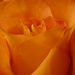 Layers of a Rose  by countrylassie