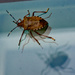 Stink Bug on the slider by larrysphotos