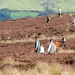 Grouse Shooting by fishers