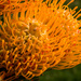 Pincushion Protea by seacreature