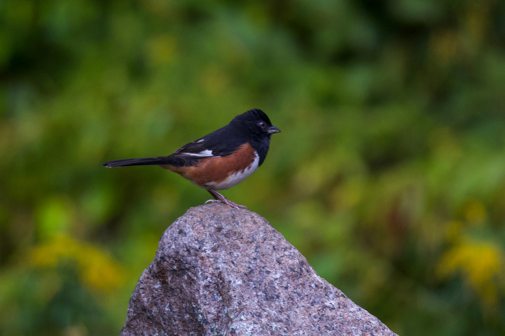 Eastern Towhee by berelaxed