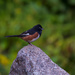 Eastern Towhee by berelaxed