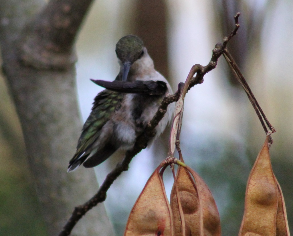 Dabbing Hummingbird by cjwhite