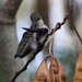 Dabbing Hummingbird by cjwhite