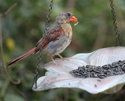 18th Sep 2019 - Miss Cardinal Is Molting