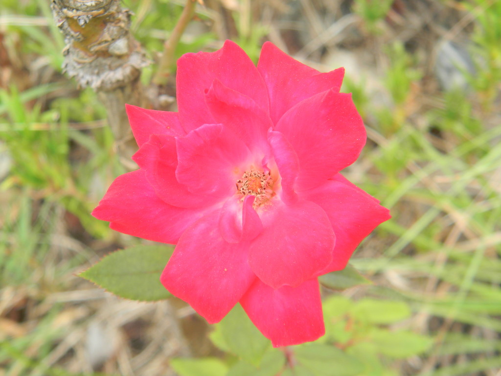 Red Flower by sfeldphotos