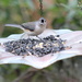 A Tufted Titmouse by cjwhite