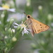 A Skipper Butterfly by cjwhite
