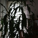 Silhouette of what I call a ' creeper ' .. by bruni