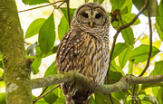 27th Sep 2019 - Barred Owl Keeping an Eye on Me!
