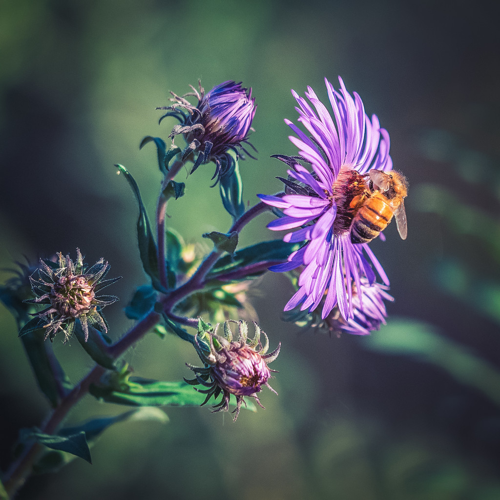 Bee at Sunset by rosiekerr