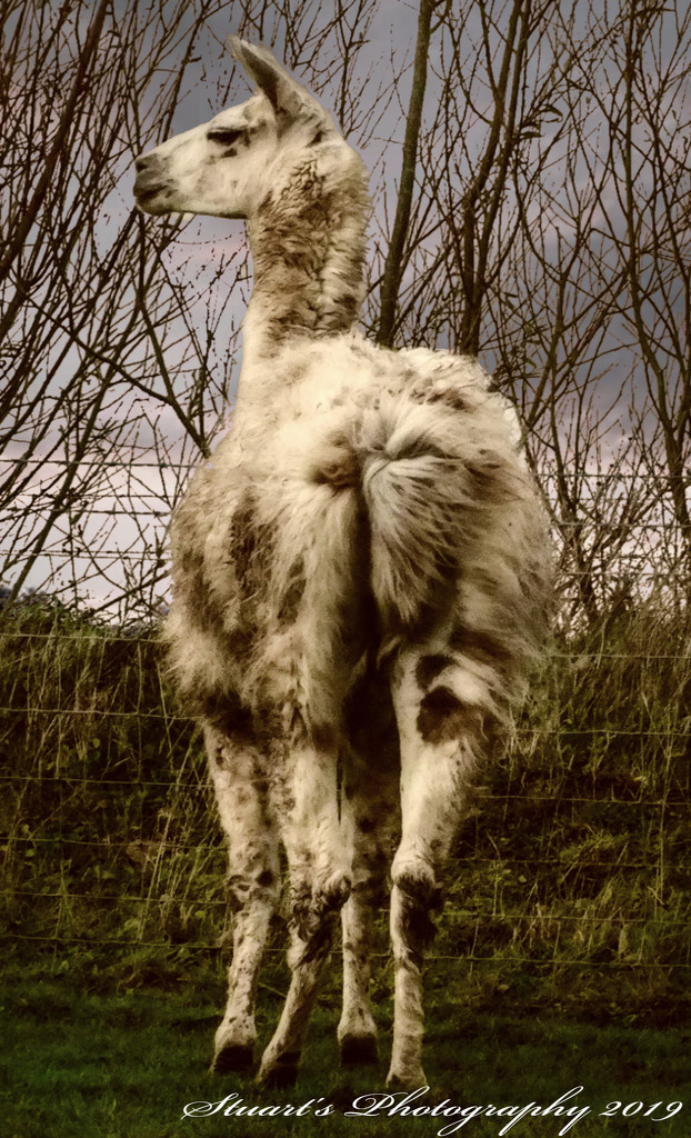 Llama  by stuart46