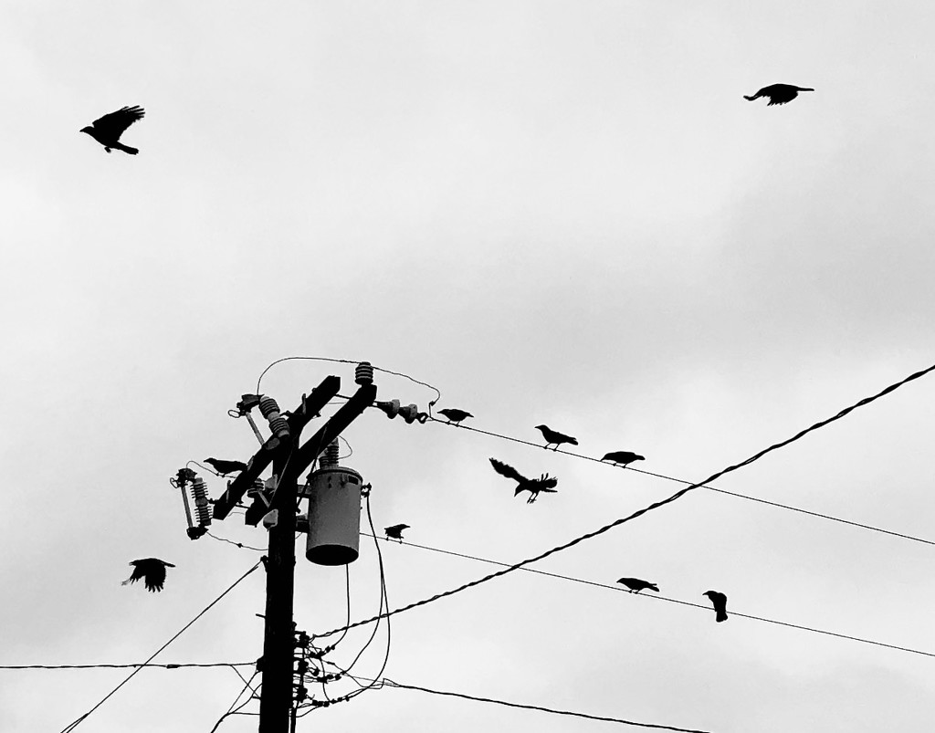 Crows by loweygrace