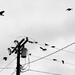 Crows by loweygrace