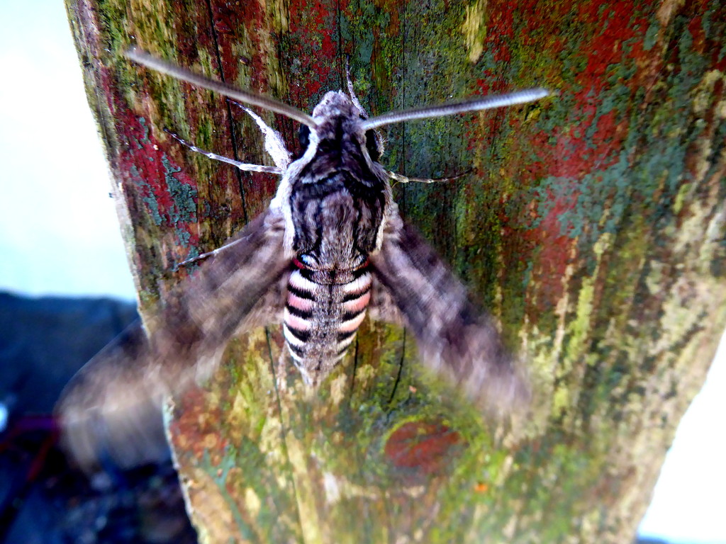 convolvulus hawk moth by steveandkerry