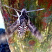 convolvulus hawk moth by steveandkerry
