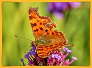 28th Sep 2019 - Comma Butterfly