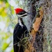 Do woodpeckers have tongues? by photographycrazy