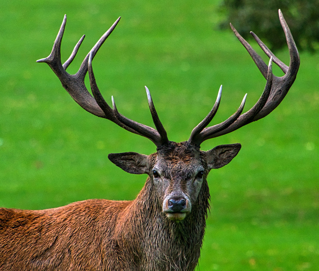 Deer Park Stag by tonygig