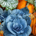 Pumpkins & Blue Plant by kvphoto