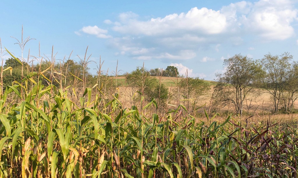 The corn is almost finished for the season by mittens