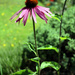 2nd Aug Echinacea and bee by valpetersen