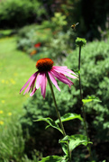3rd Aug 2019 - 3rd aug Echinacea and bee flight