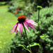3rd aug Echinacea and bee flight by valpetersen
