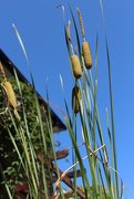 8th Aug 2019 - 8th aug bullrushes