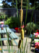 9th Aug 2019 - 9th Aug bulrushes 2