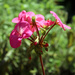 23rd Aug geranium by valpetersen