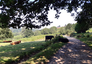 24th Aug 2019 - 24th Aug Punchbowl cattle